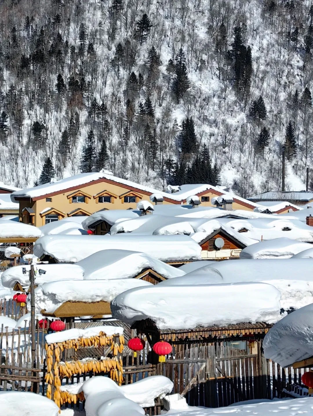 A picturesque winter view of China Snow Town (Xuexiang), featuring traditional wooden houses with roofs heavily blanketed in distinctive, thick mushroom-shaped snow piles. Vibrant red Chinese lanterns hang from the eaves and rustic wooden fences, adding a pop of color to the snowy landscape. In the foreground, a rack displays golden dried corn cobs. The charming village is nestled against a snow-covered mountain densely forested with a mix of bare deciduous and dark evergreen trees under a bright sky.