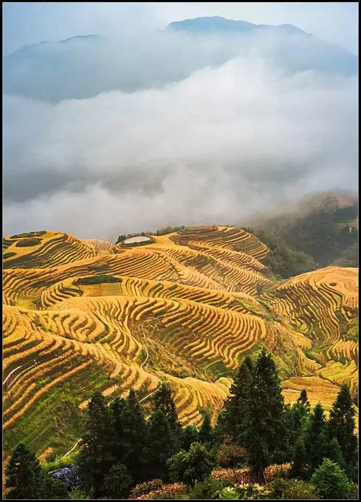 Expansive golden rice terraces of Longji curve across rolling mountains, ready for autumn harvest. A thick layer of white clouds or mist covers the upper part of the mountains and distant peaks. Dark green trees stand in the foreground and dot the lower slopes.