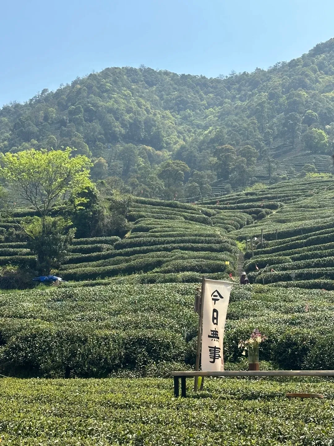 A panoramic view of vast, lush green tea terraces covering rolling hills under a clear blue sky. In the foreground, a tall white banner with black Chinese characters ('今日無事') stands next to a wooden bench topped with a small vase of flowers. A bright green tree is visible on the left, and a person in a hat walks on a path winding through the tea bushes higher up the hill.