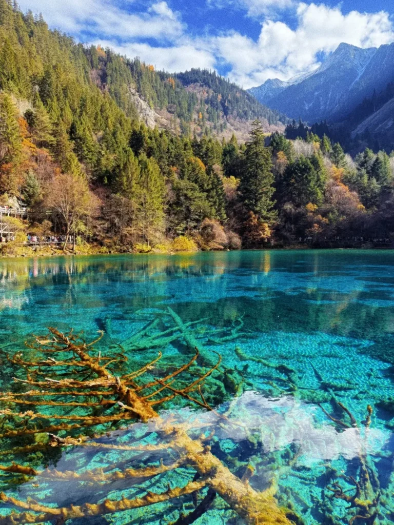 The breathtaking turquoise waters of Five Flower Lake in Jiuzhaigou National Park, China, show submerged tree branches covered in moss. The crystal-clear water reflects the vibrant blue sky with scattered white clouds. The lake is surrounded by a dense forest on steep mountainsides, displaying a mix of evergreen pines and deciduous trees with autumn foliage in shades of orange and yellow. A wooden boardwalk with tourists walking along it is visible on the left bank, and snow-capped mountains rise in the distance under a bright sunny sky.