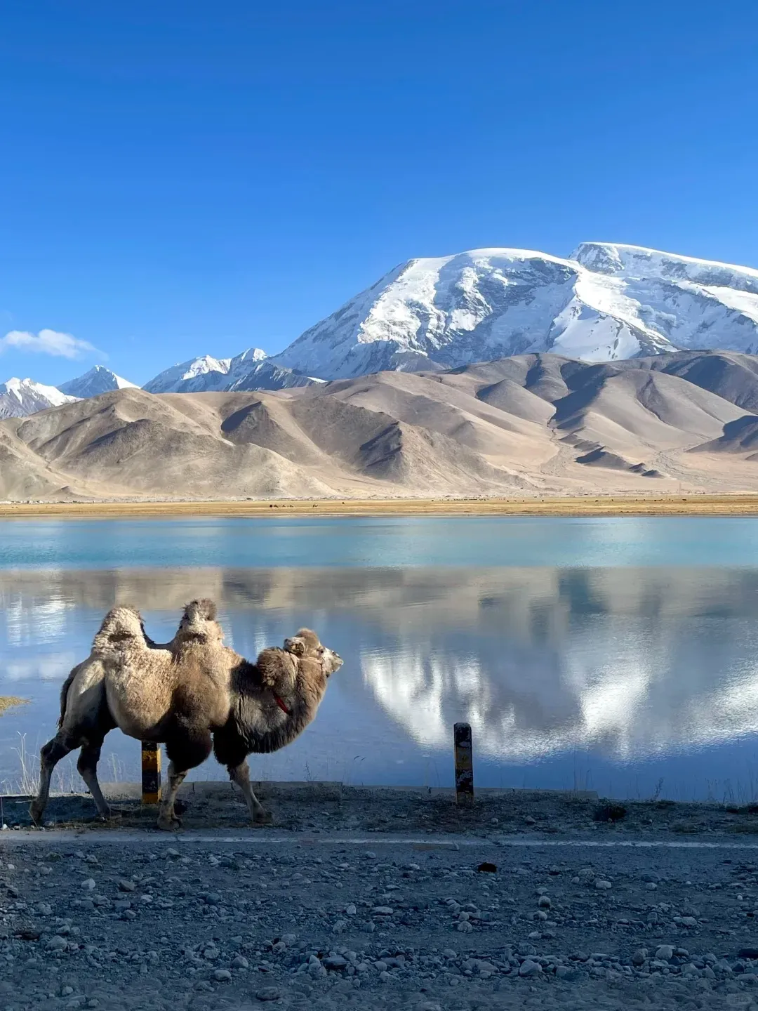A two-humped Bactrian camel with a red collar walks along a gravel road beside the turquoise Karakul Lake in Xinjiang. The tranquil lake surface beautifully reflects the majestic, snow-capped Muztagh Ata mountain and the clear blue sky, with a range of barren, undulating hills nestled between the lake and the towering peak.