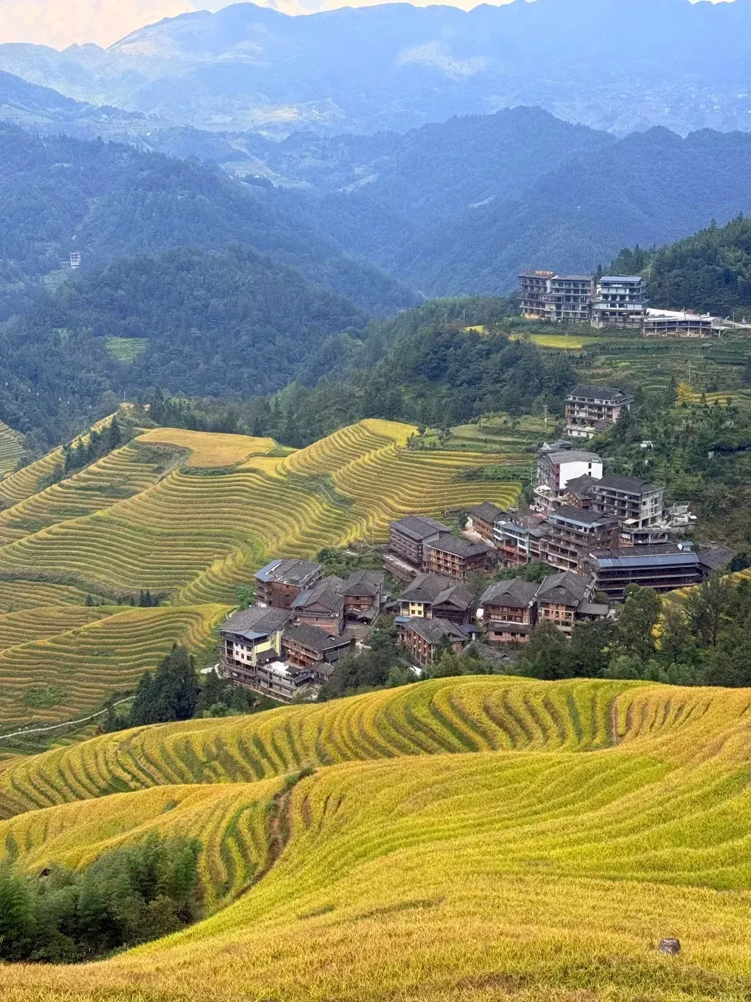 A breathtaking panoramic view of the Longji Rice Terraces, shimmering golden during the autumn harvest season. The intricately curved rice paddies cascade down the hillsides, framing a traditional wooden village nestled in the valley. Beyond, layers of forested mountains extend into a misty blue distance.