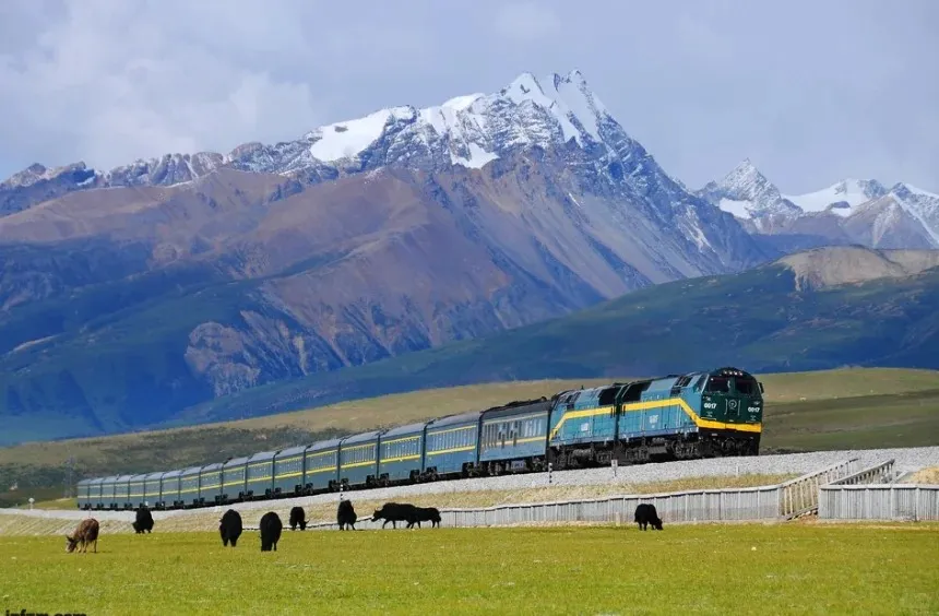 A long green and yellow Qinghai-Tibet railway train travels on an elevated track through a vast green grassland. Several dark yaks graze in the foreground, with majestic snow-capped mountains rising in the background under a partly cloudy sky.