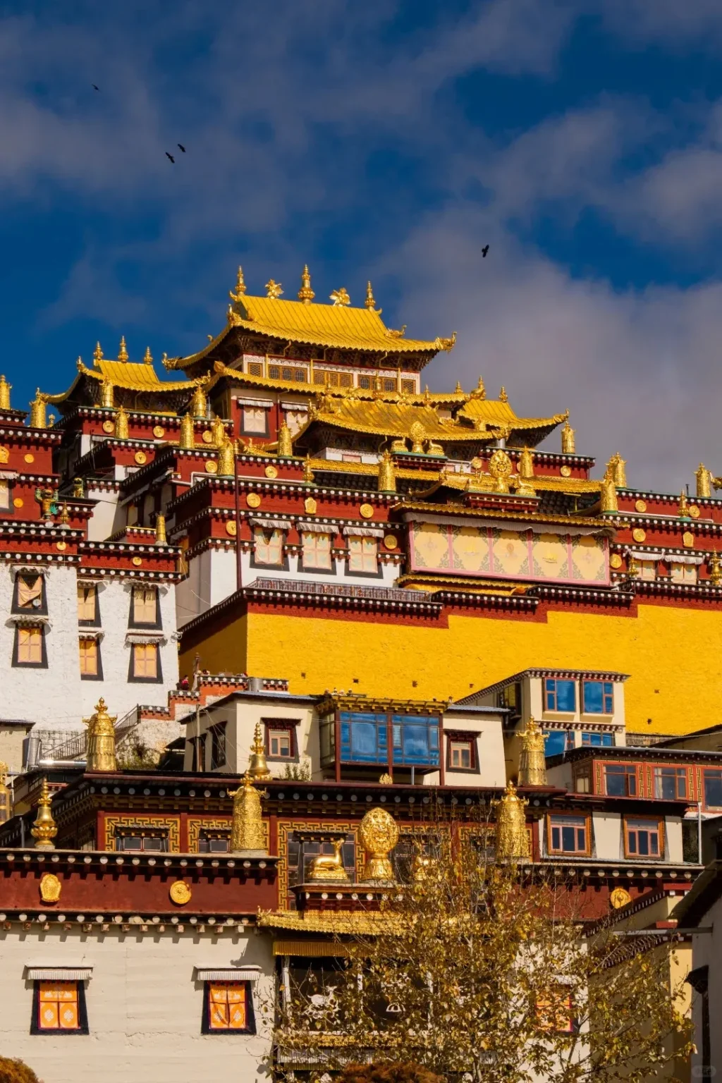 The magnificent Songzanlin Monastery in Shangri-La, Yunnan, featuring brilliant golden tiered roofs, ornate red and white walls, and bright yellow sections, set against a vibrant blue sky with scattered clouds. Golden decorative elements adorn the roofs, and a tree with golden leaves is visible in the foreground of this grand Tibetan Buddhist monastery.
