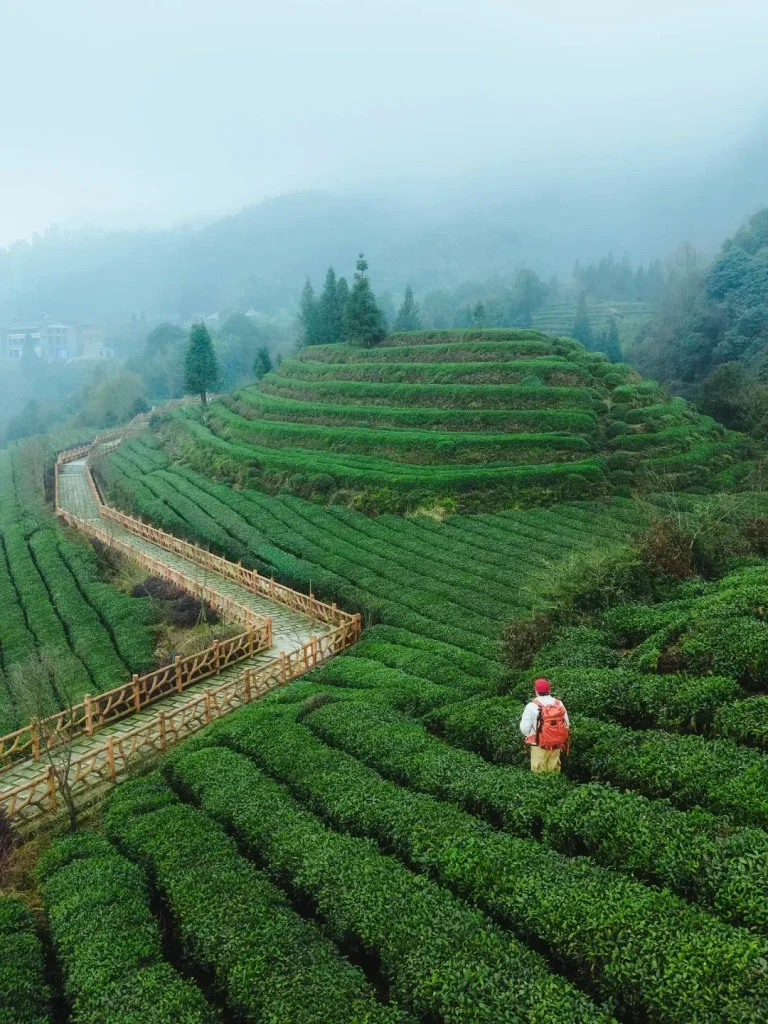 A person in a red hat and backpack walks through lush green tea rows. A winding stone path with a wooden fence runs alongside the terraced tea plantations. Misty hills and trees are visible in the background.