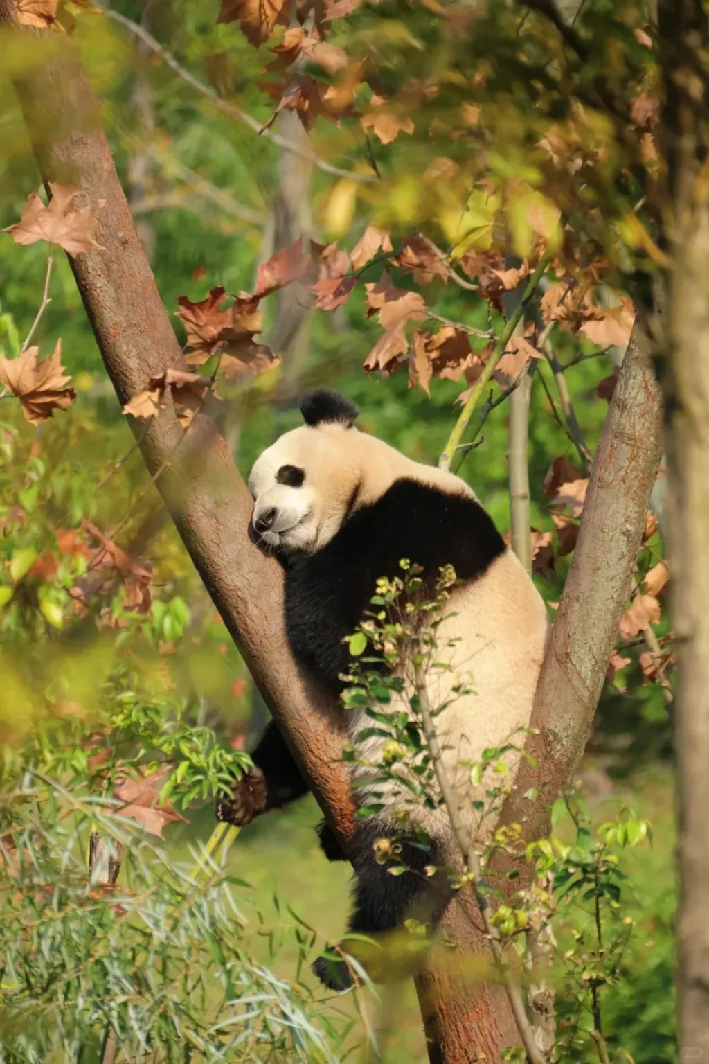 A giant panda with black and white fur sleeping peacefully in the crook of a tree, its head resting against the trunk, surrounded by green and brown autumn leaves.