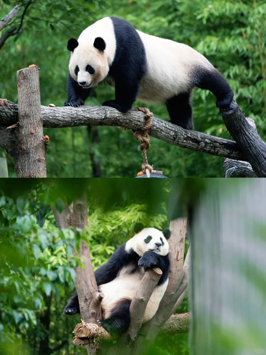 A two-panel image showing giant pandas in trees. In the top panel, a panda walks along a thick tree branch. In the bottom panel, a panda rests comfortably in a tree crotch, both surrounded by lush green foliage.