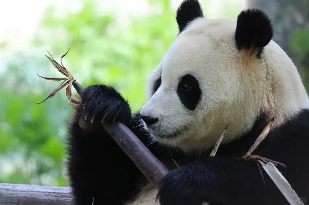 A close-up shot of a giant panda with black and white fur, holding a thick bamboo stalk in its paws and eating it. Its head is turned slightly to the right, and the background is blurred green foliage.
