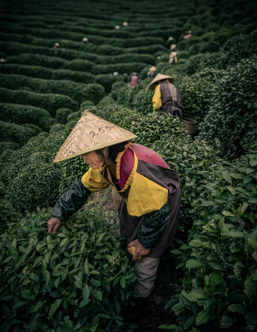 Tea pickers in conical hats harvesting tea leaves in green, terraced Longjing tea fields in Hangzhou. One picker in the foreground wears a colorful jacket and has '255' on her hat.