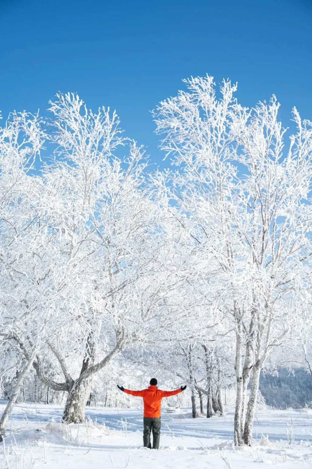 A person viewed from behind, wearing an orange jacket, dark pants, and black gloves, stands with arms outstretched in a deeply snow-covered forest. The trees are heavily coated in white frost or rime ice, silhouetted against a clear blue sky.
