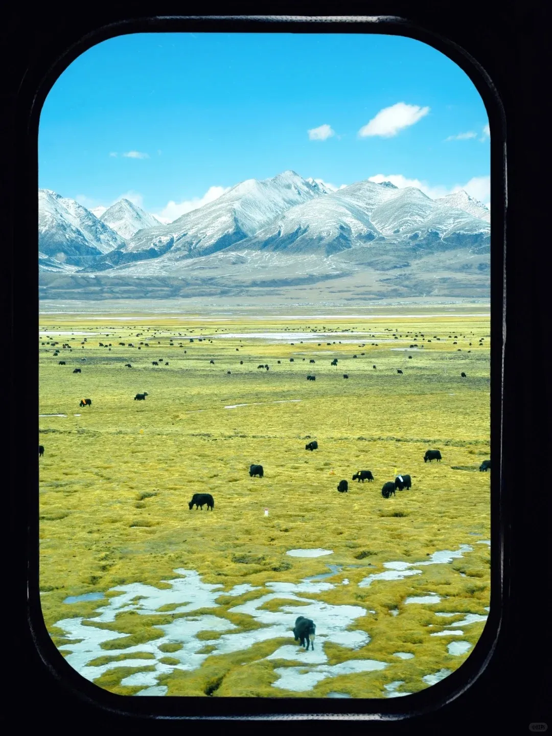 View from a dark, rounded train window showing a vast high-altitude grassland with many yaks grazing. In the background are large snow-capped mountains under a clear blue sky, and the foreground has patches of water amidst the yellow-green grass.