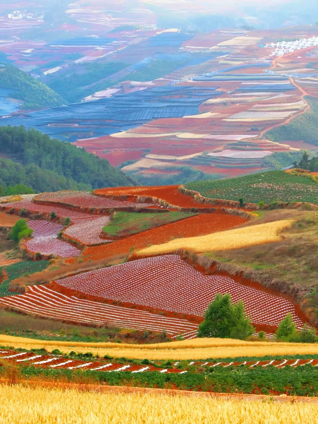 A vast panoramic view of Dongchuan Red Land showing an intricate patchwork of terraced fields. The landscape features vibrant deep red soil, golden yellow ripe crops, bright green vegetation, and distinct rows of white potato flowers. In the hazy distance, more fields are visible, some covered with blue tarps, along with green mountains and scattered white buildings under a soft sky.