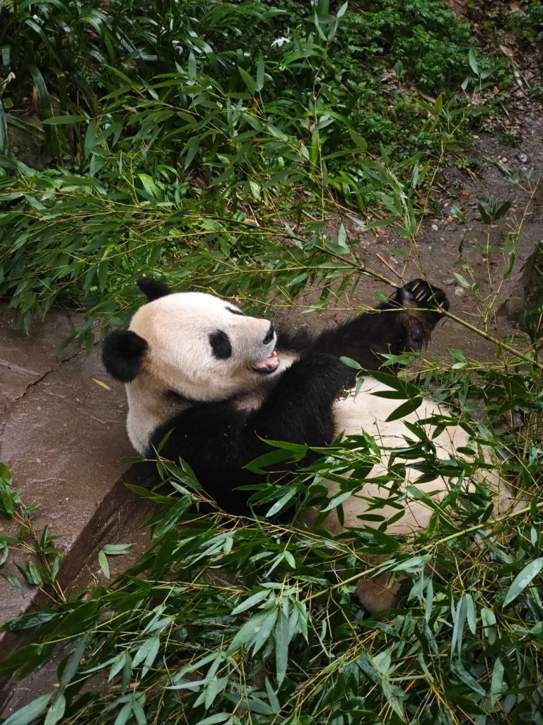 A giant panda lies on its back on wet, muddy ground, surrounded by green bamboo branches and leaves. Its mouth is slightly open, showing its tongue, and one paw with visible claws is raised, interacting with a bamboo stalk.
