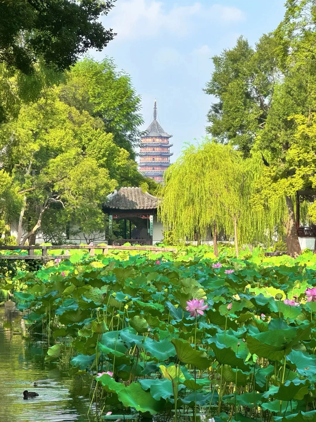 A large lotus pond with numerous green lotus pads and several pink lotus flowers. A traditional Chinese pavilion is visible beyond the pond, framed by lush green trees. In the distance, a tall, multi-tiered pagoda rises above the treetops under a clear sky. A small duck swims in the lower left corner of the pond.
