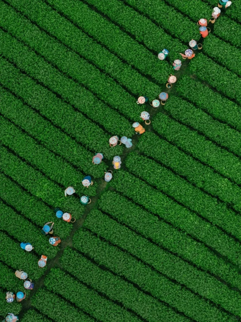 An aerial, top-down view of a vibrant green tea plantation with numerous tea pickers. The tea bushes are arranged in neat, parallel rows, with a winding dirt path cutting diagonally through the fields. Many pickers, wearing colorful hats and carrying baskets, are scattered along the path.