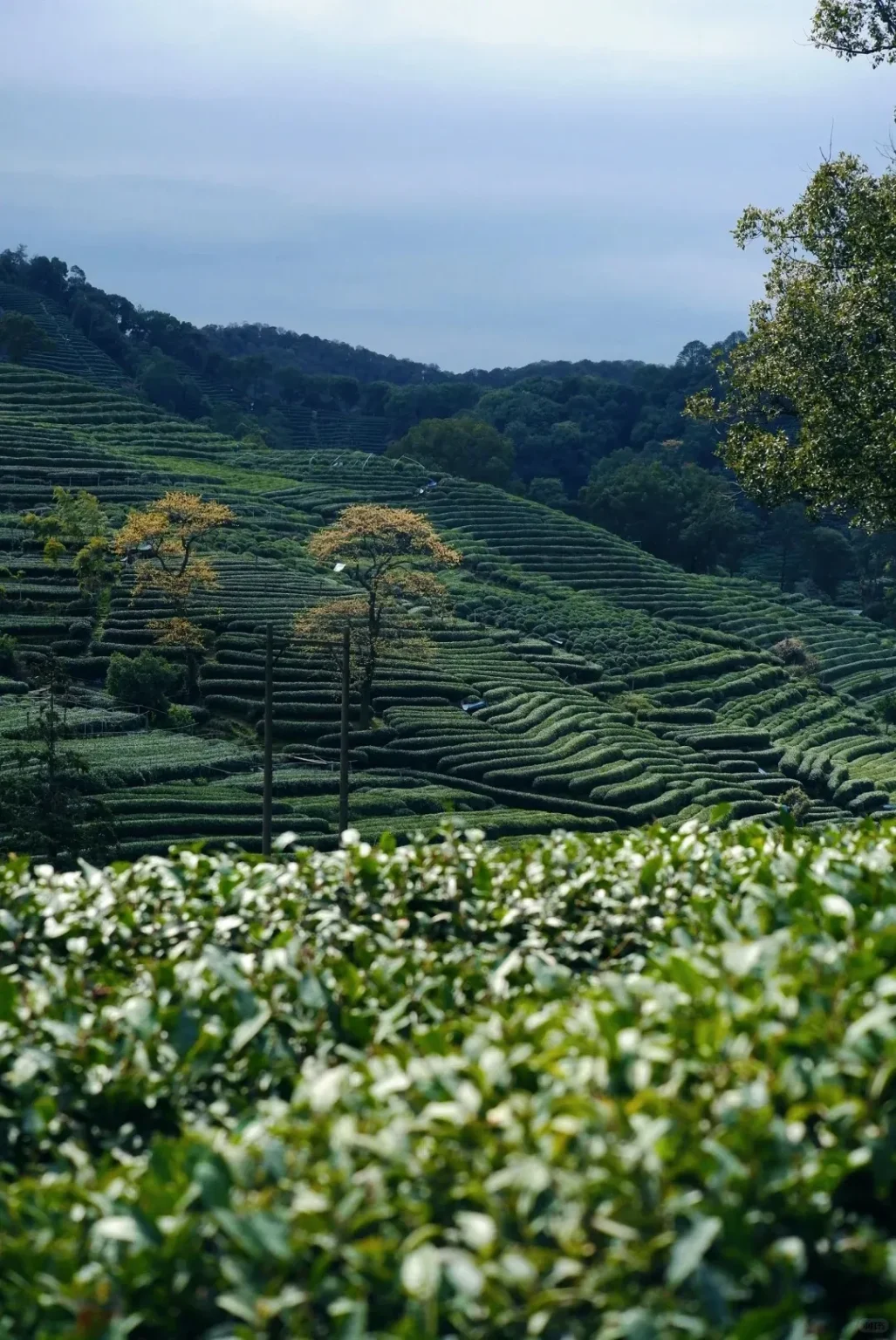 Green tea terraces stretch across rolling hills under a light blue sky. Two trees with yellowish-orange leaves are visible in the midground among the tea bushes. Blurred green tea leaves are in the foreground.