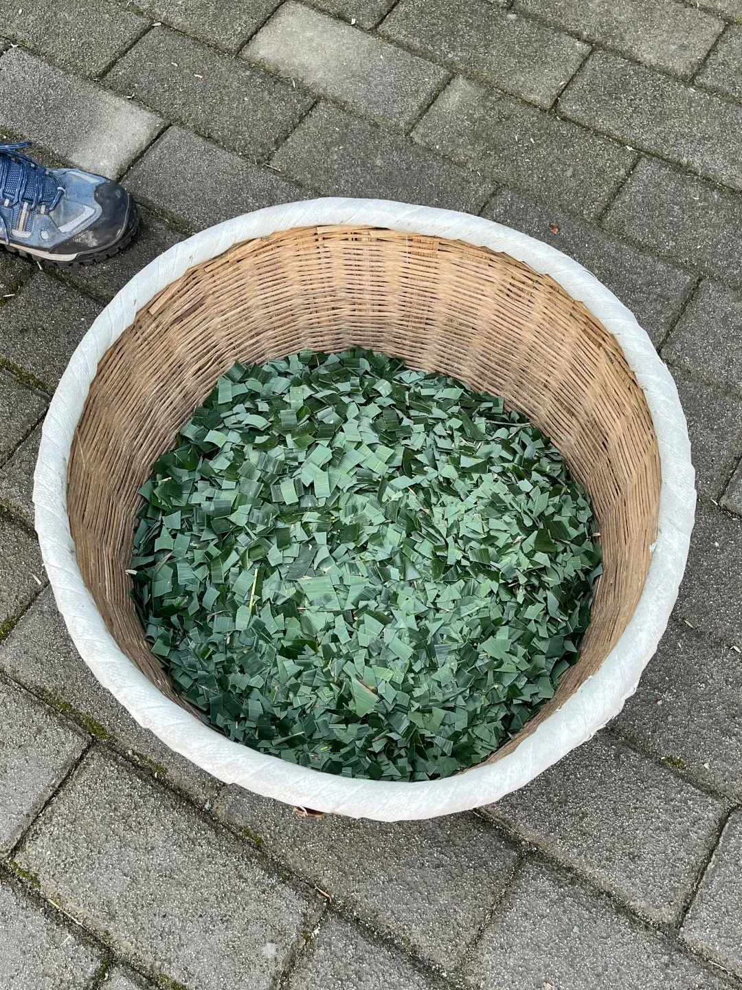 A large, round woven bamboo basket with a white fabric rim is filled with uniformly chopped dark green bamboo leaves. The basket rests on a grey brick pavement, with the tip of a blue hiking shoe visible in the upper left.