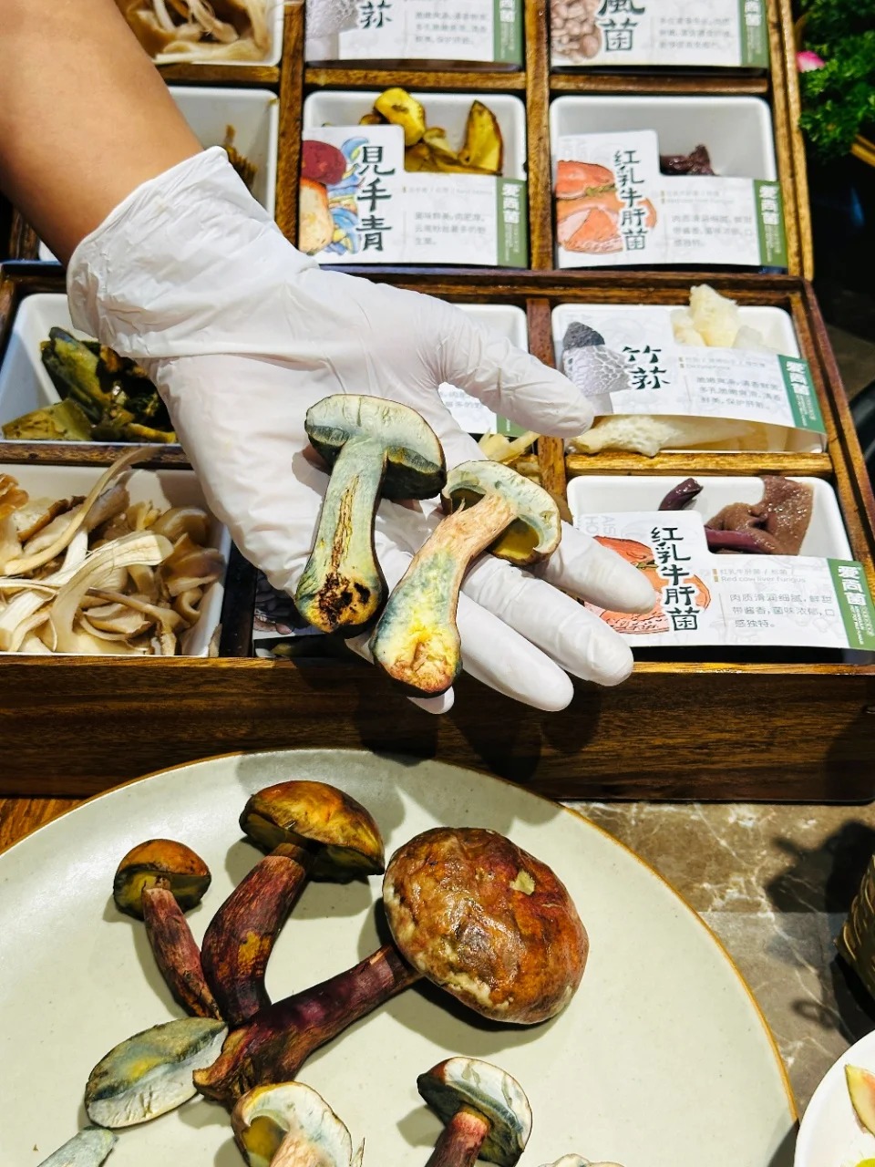 A gloved hand holds three fresh, blue-staining Jianshouqing mushrooms over a multi-compartment wooden display box filled with various dried mushroom varieties and other hotpot ingredients. In the foreground, a white plate holds several more fresh bolete mushrooms.