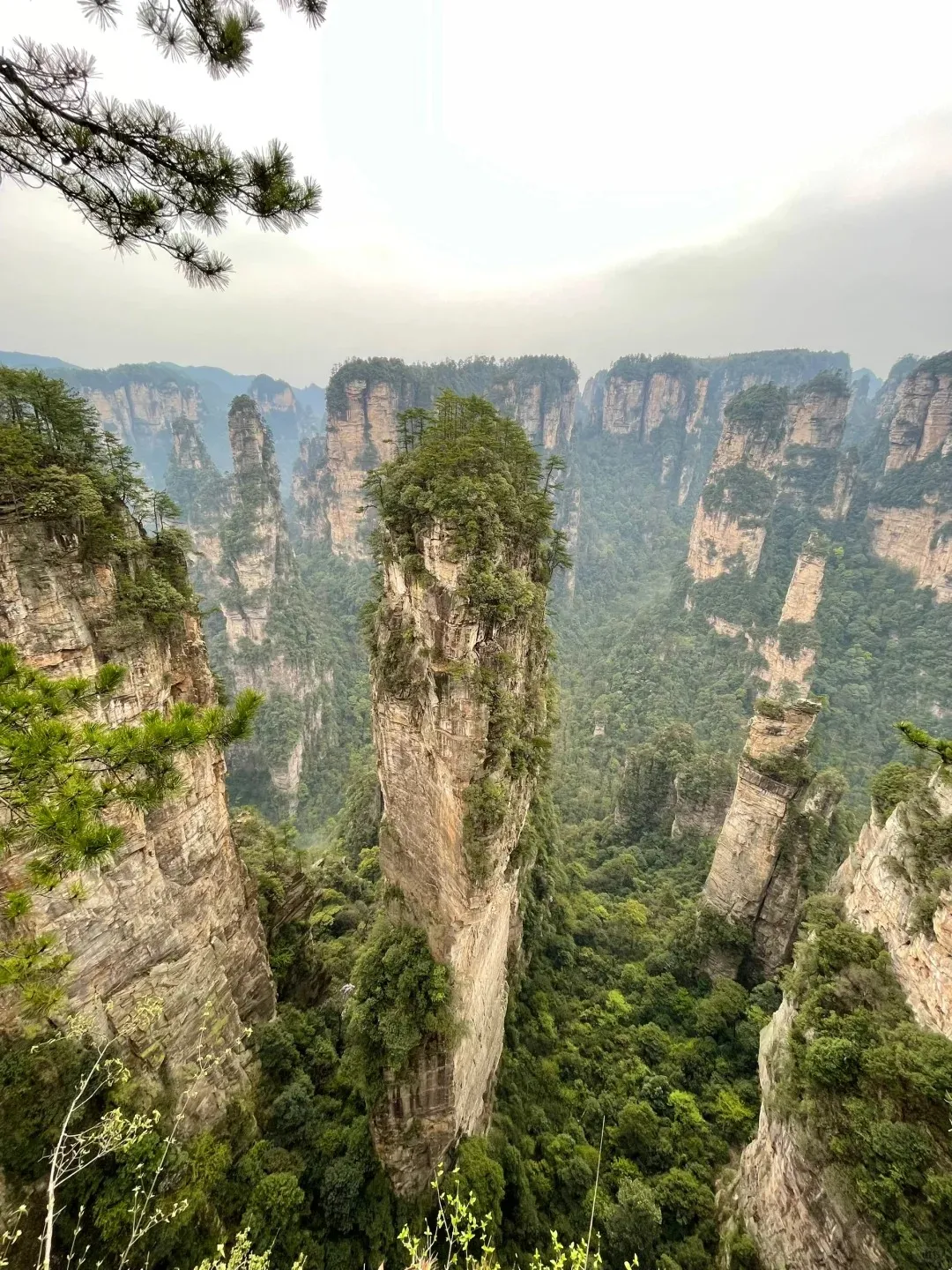 A wide view of the Zhangjiajie National Forest Park, showing numerous towering sandstone pillars with flat tops, all densely covered in lush green foliage. The pillars are set in a deep valley filled with more trees, and the sky is a uniform misty gray. A few pine branches extend into the top left corner of the frame.