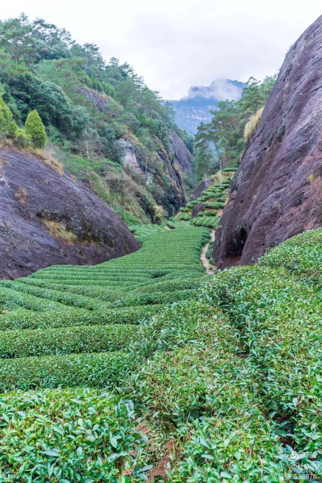 Lush green terraced Da Hong Pao tea bushes fill a narrow valley framed by towering, steep dark rocky mountains in the Wuyi Mountains. A winding dirt path is visible along the right side of the tea fields, which stretch into the distance. The upper slopes of the mountains are covered with trees, and distant peaks are shrouded in mist under an overcast sky.