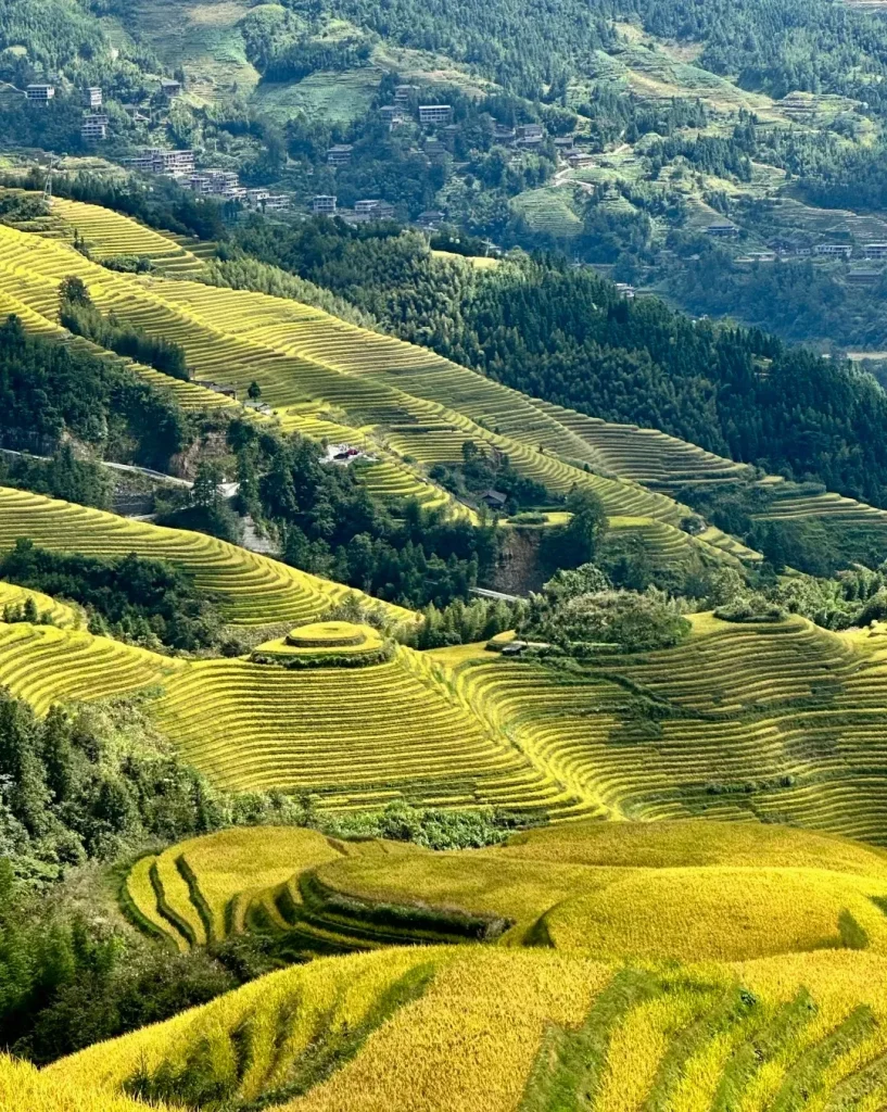 A vast expanse of golden-yellow rice terraces cascading down a lush green mountainside under a clear sky. Numerous layers of terraced fields, sculpted into undulating patterns, dominate the landscape. Patches of dark green trees and bamboo forests are interspersed between the terraces, with a few small traditional Chinese houses and buildings visible on the upper slopes of the mountains. The overall scene captures the majestic beauty of agricultural ingenuity on a grand scale.