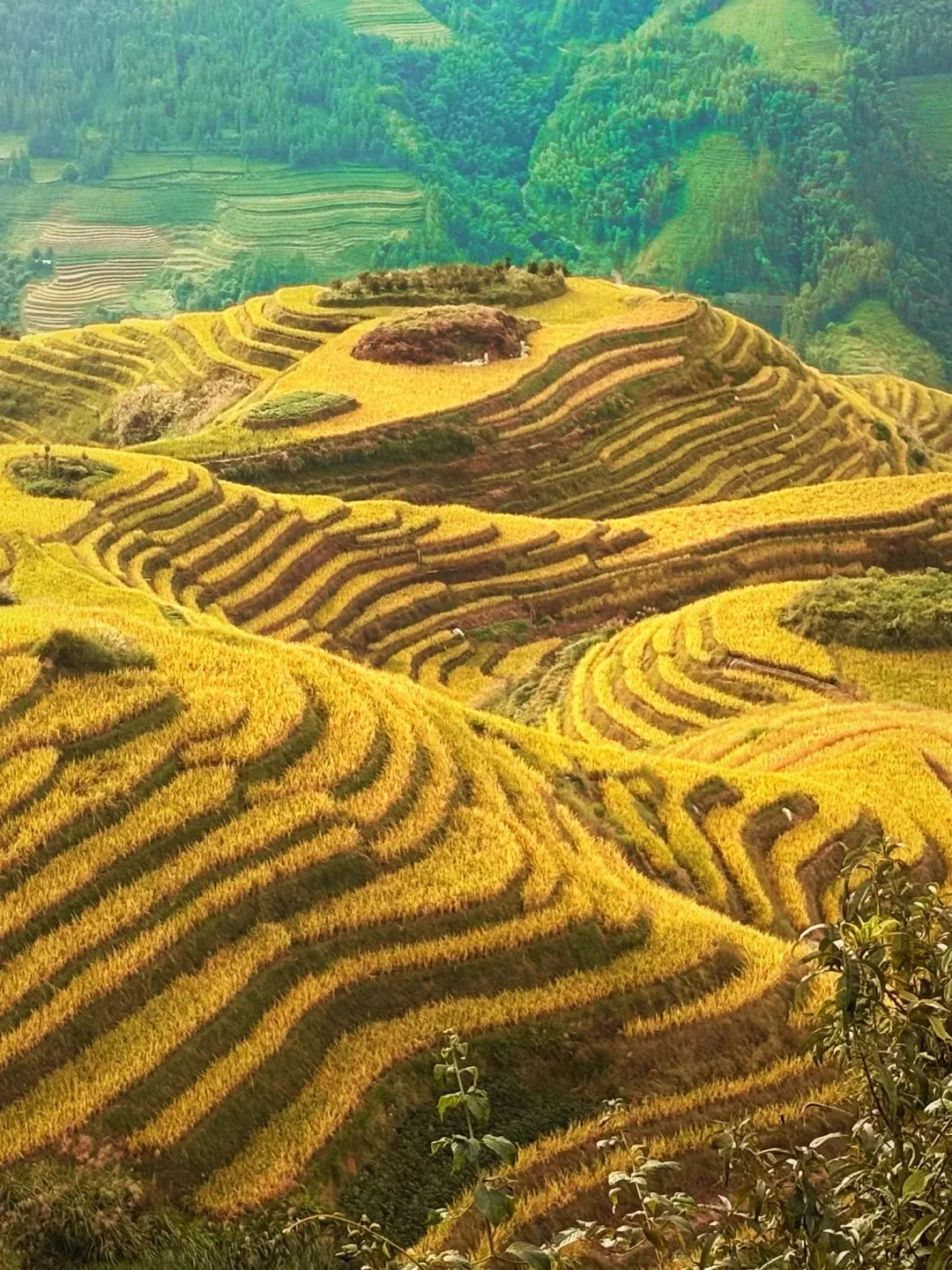 Golden rice terraces sculpted into rolling hills, with a darker green forested mountain range in the background. The terraces create a striped pattern of yellow and brown, following the contours of the landscape. A large, mound-like pile of harvested material sits on a flatter section of the terraces in the mid-ground. Several small figures are visible working on the terraces.