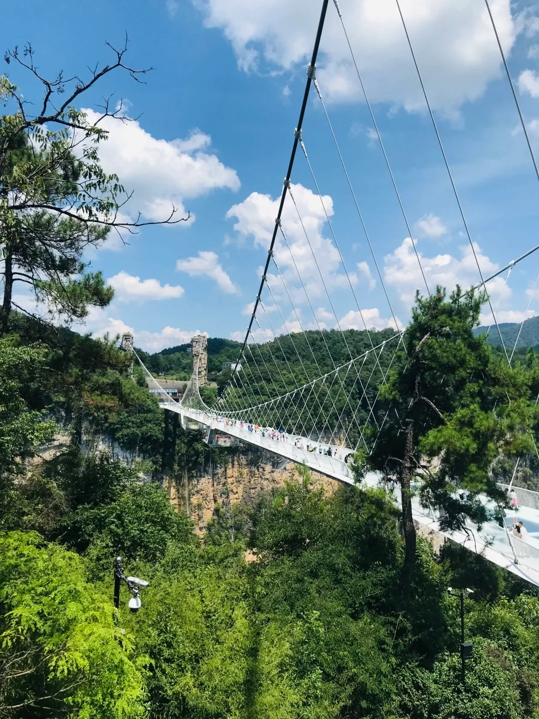 A long, white, transparent glass suspension bridge spans a deep canyon between lush green forested mountains under a bright blue sky with white clouds. Many people are walking across the bridge, and the bridge's cables are visible, attached to tall support structures on either side of the canyon. The sheer rock face of the canyon walls is visible below the bridge.