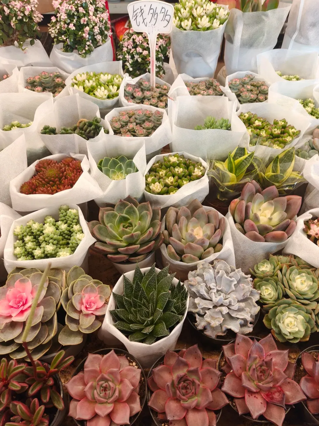A close-up view of a diverse collection of small, potted succulent plants, many wrapped in white fabric. Several larger succulents are visible in the foreground and background, displaying various shades of green, pink, red, and purple. Some succulents have tightly packed leaves, while others have more delicate, layered foliage. A small sign with Chinese characters is partially visible at the top center.