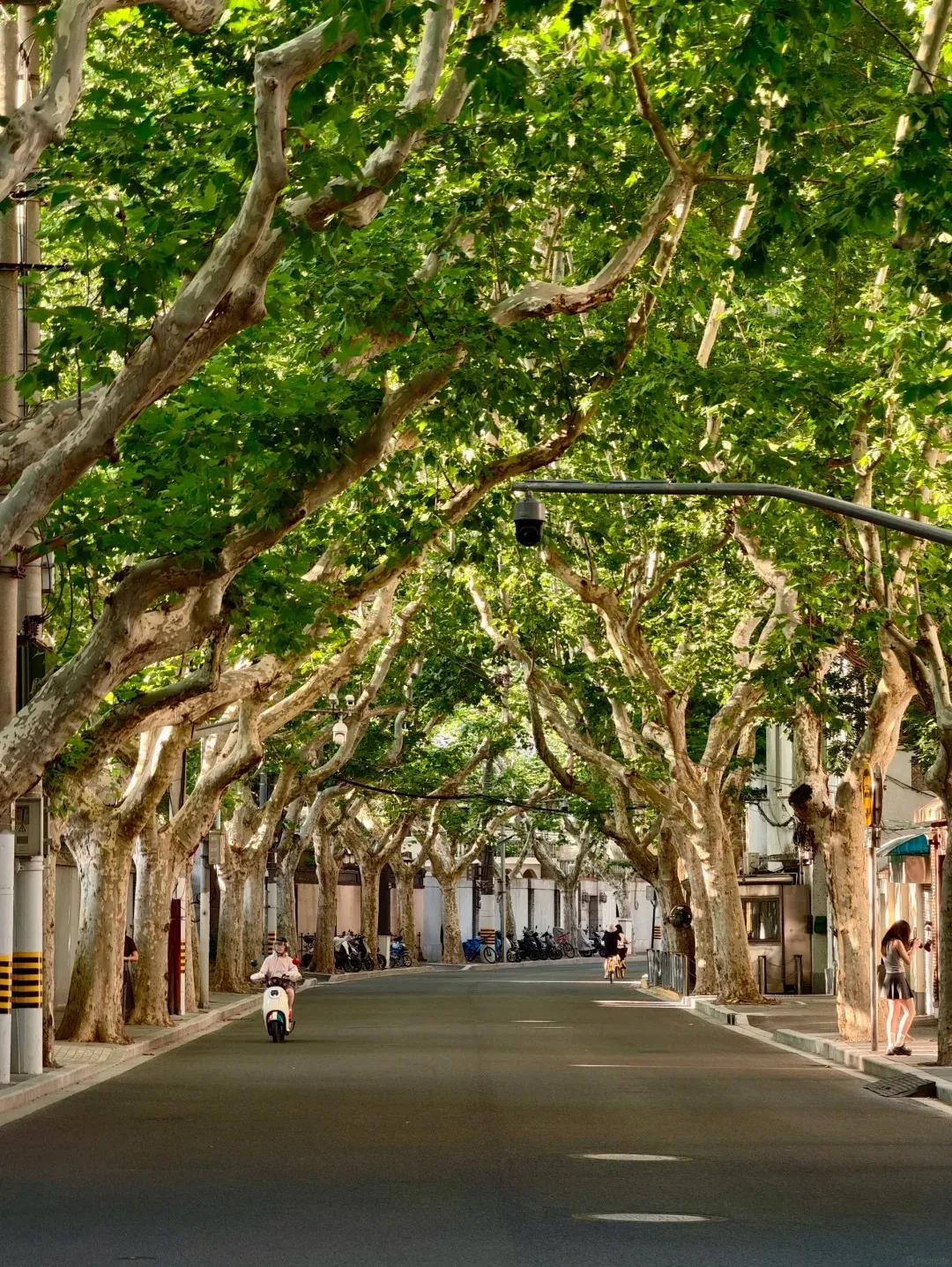 A wide, paved street lined with mature sycamore trees that form a lush green canopy overhead. The trees have distinctive mottled bark and thick branches. On either side of the street are buildings, some with traditional European-style architecture and others with Shikumen elements. People are visible on the street; one person rides a scooter, another rides a bicycle in the distance, and a woman stands on the sidewalk. Sunlight filters through the leaves, creating dappled light on the road.