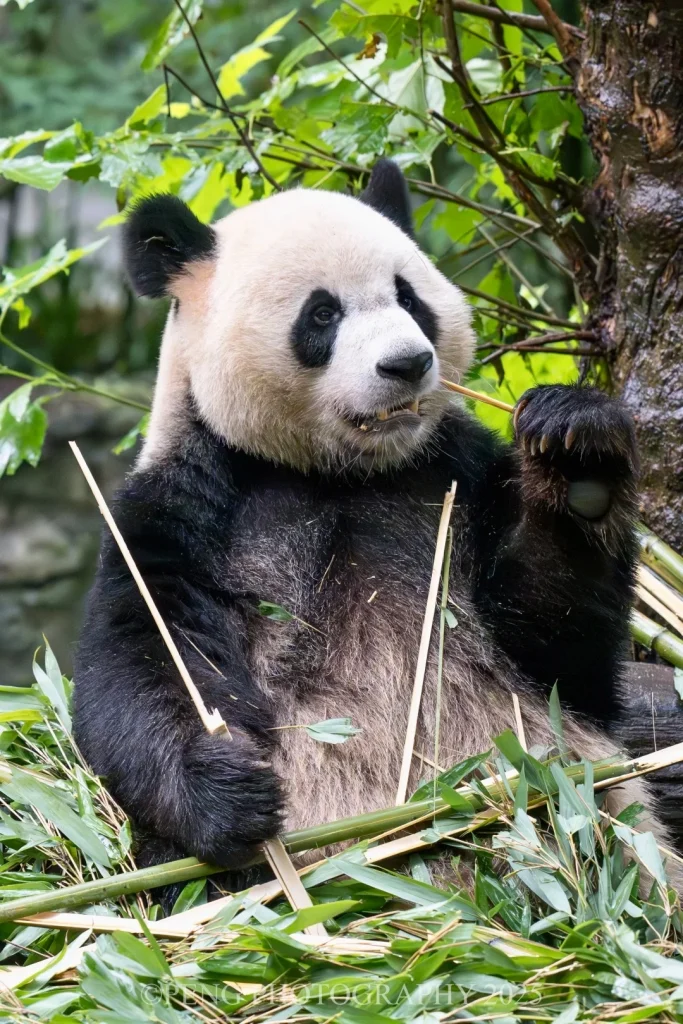 A giant panda sits surrounded by bamboo, holding a stalk of bamboo in its right paw and eating it. The panda has black patches around its eyes and ears, and a black and white coat. Green leaves and bamboo stalks fill the foreground and background, with a tree trunk visible on the right.