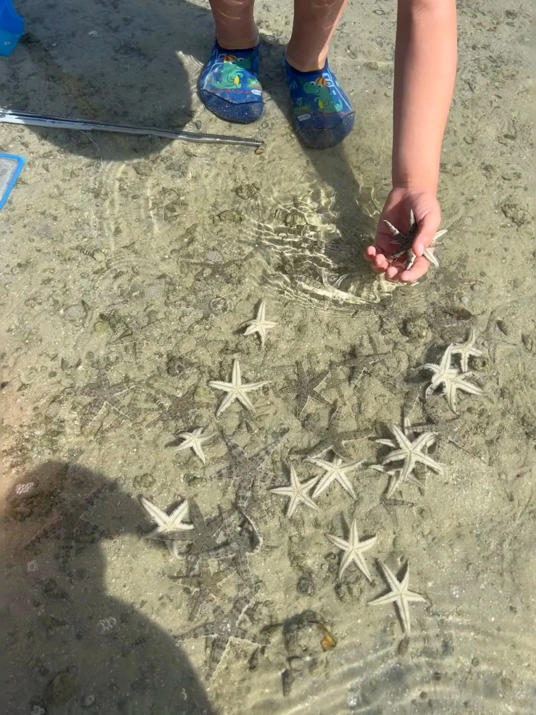 A child's hand holding a starfish over a shallow, sandy seabed filled with many starfish. The child is wearing blue water shoes with dinosaur designs.