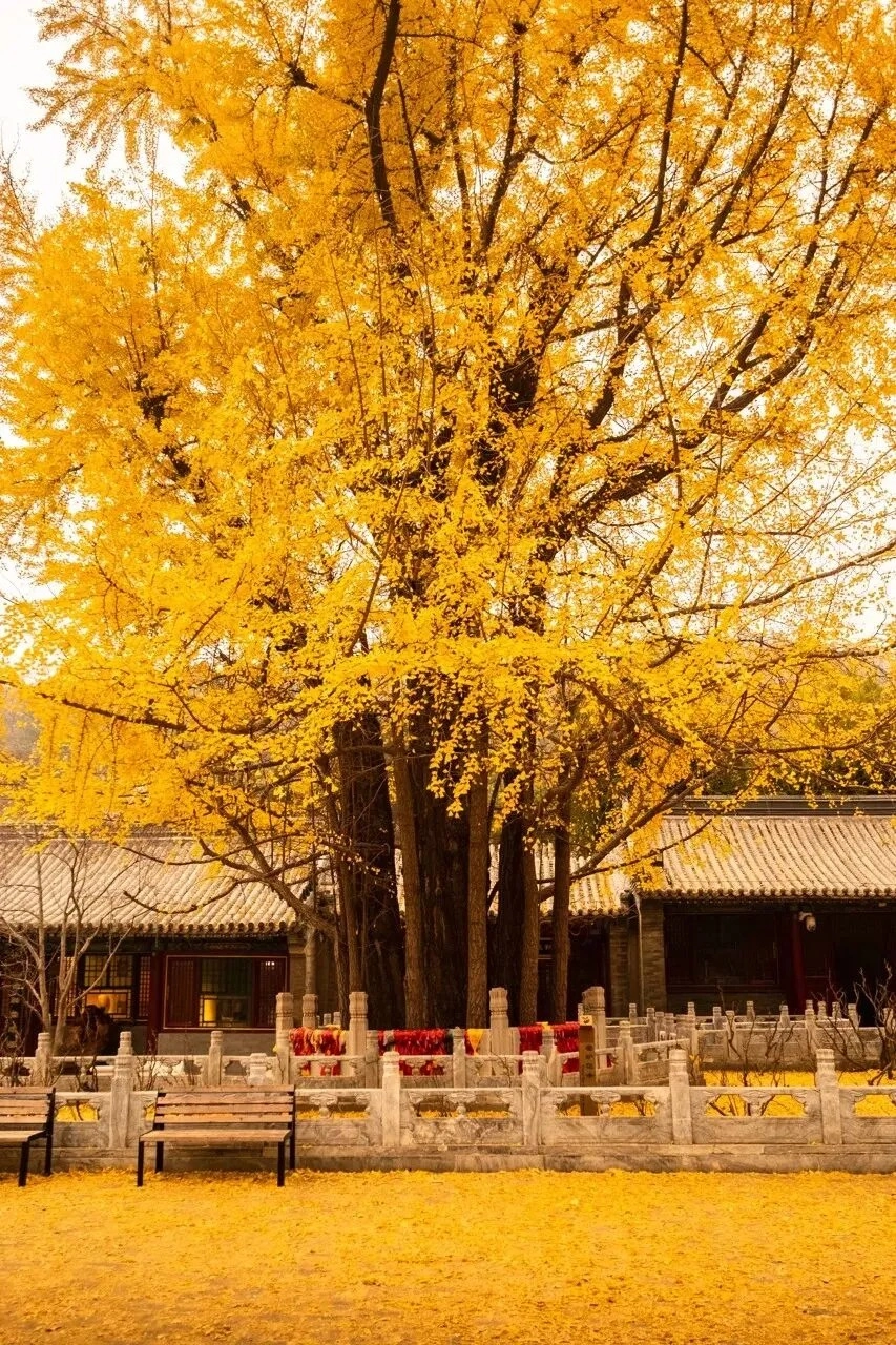A large ginkgo tree with bright yellow leaves fills the frame, with traditional Chinese temple buildings and a stone fence in the background. Fallen yellow leaves cover the ground.