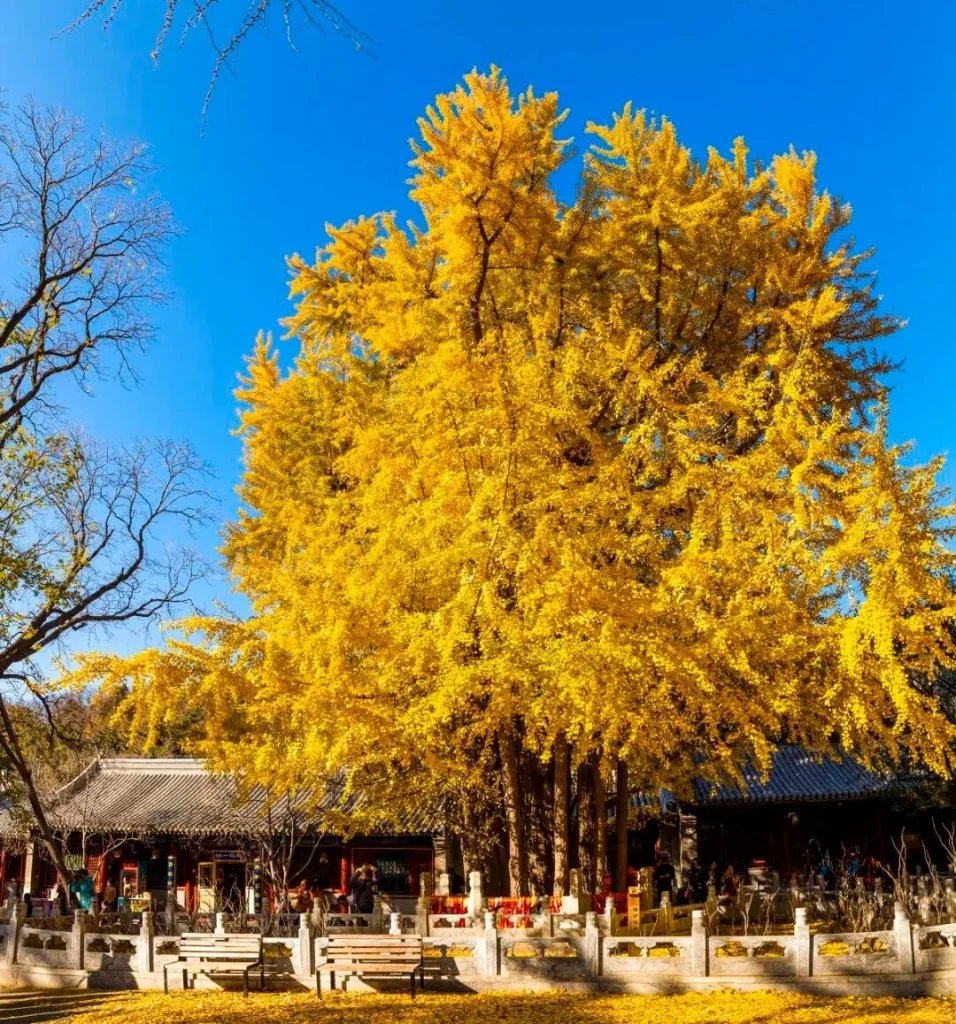 A large, ancient ginkgo tree with vibrant golden leaves dominates the center of the frame against a bright blue sky. In the foreground, traditional Chinese-style buildings with tiled roofs are visible behind a low, ornate stone wall and several wooden benches. Fallen golden ginkgo leaves carpet the ground.