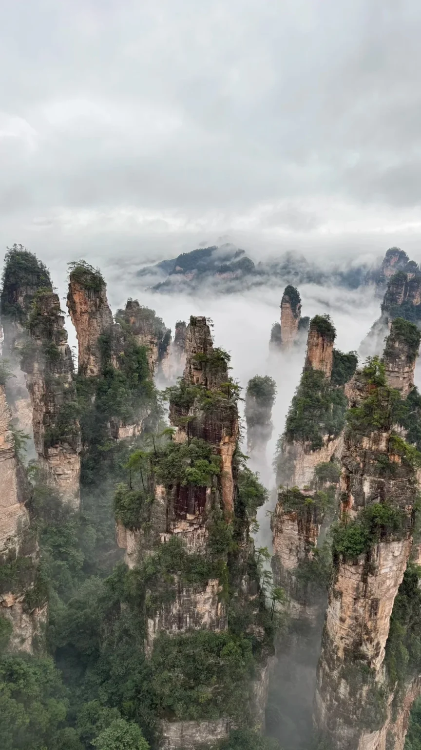 Numerous tall, narrow, verdant sandstone pillars rise dramatically from a misty valley, with more misty mountains visible in the background under a cloudy sky.