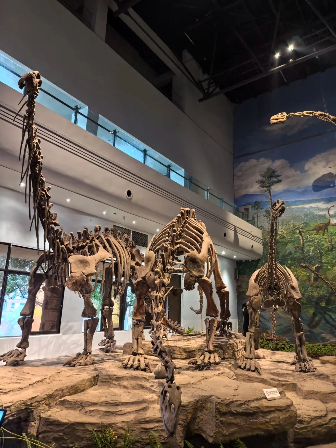 Three large dinosaur skeletons, primarily Apatosaurus, are displayed standing on a rocky platform within the Zigong Dinosaur Museum. In the background, a mural depicts a prehistoric landscape with trees and sky, and another dinosaur skeleton is visible curving to the right.