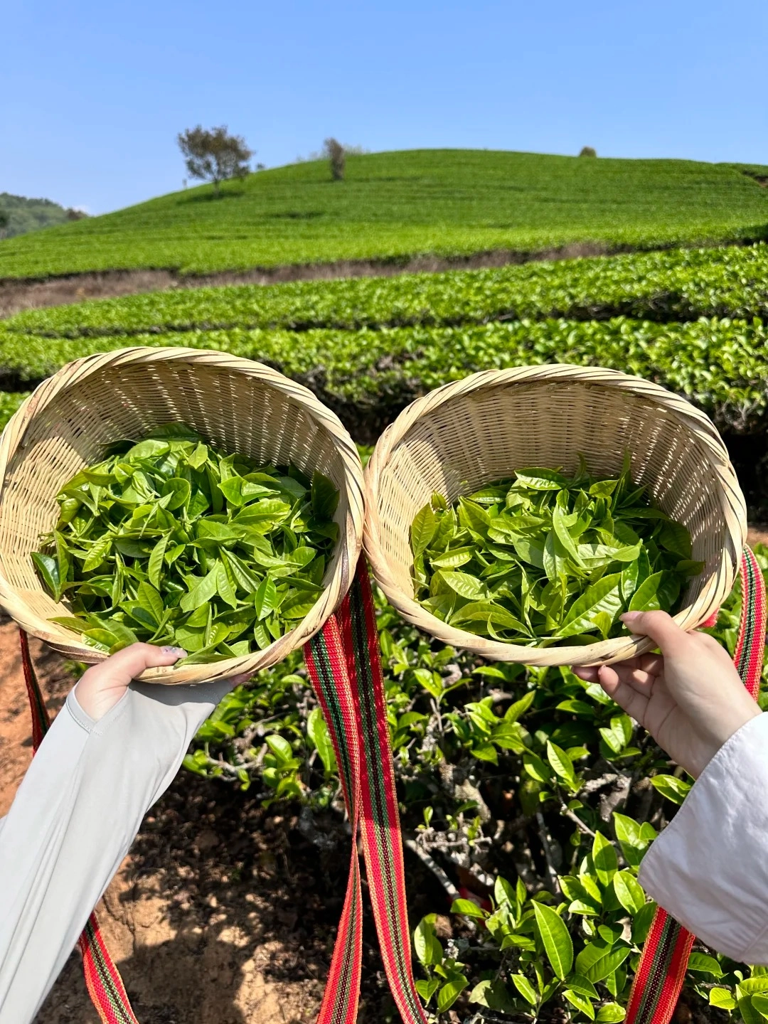 Two woven baskets filled with freshly picked green tea leaves are held by two hands in front of lush, green tea fields under a clear blue sky.