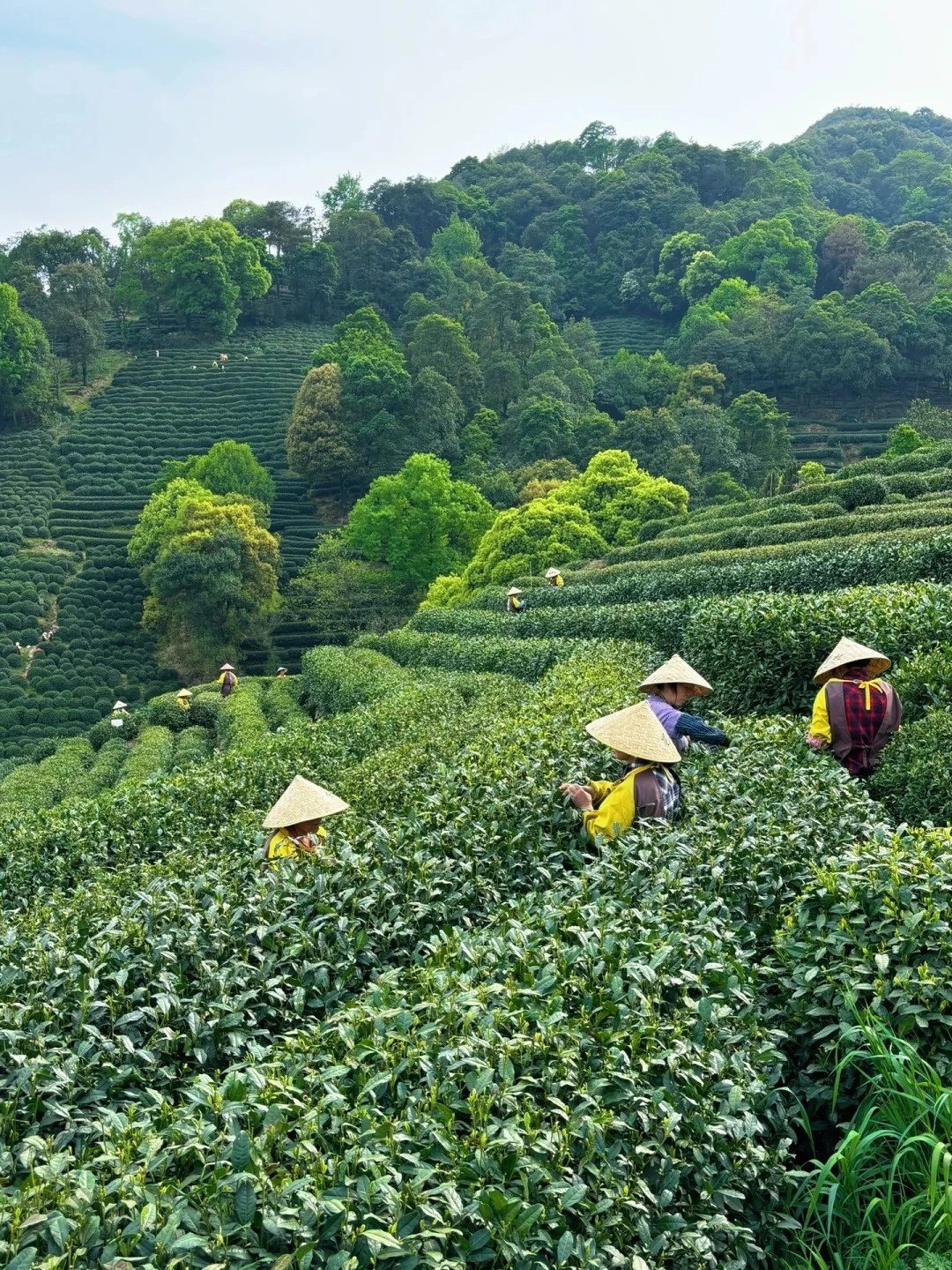 A hillside tea plantation with meticulously terraced rows of green tea plants. Several people wearing conical straw hats are visible, bent over and hand-picking tea leaves. The background shows a dense forest with lush green trees under a bright sky.
