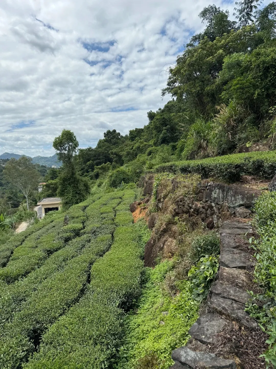A terraced hillside covered with green tea bushes beside a stone path, with dense trees, mountains in the distance, and a cloudy sky overhead.
